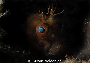 Essence of Blenny #2 by Suzan Meldonian 